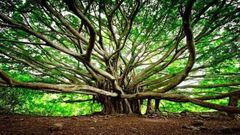 550-year-old banyan tree