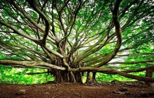 550-year-old banyan tree