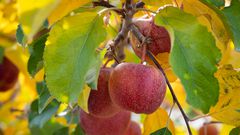 5 fruits that boost vaginal health naturally
