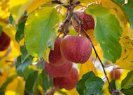 5 fruits that boost vaginal health naturally