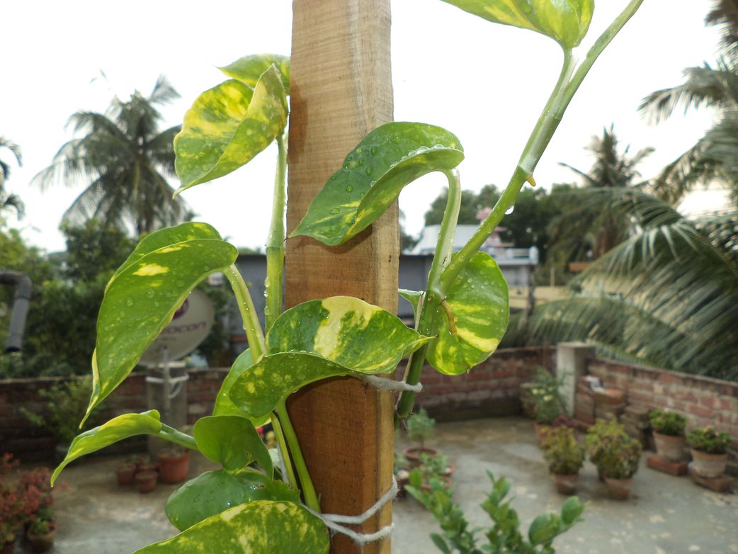 5 plants to put in your home to attract wealth and happiness