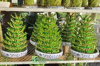 5 plants to put in your home to attract wealth and happiness