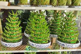5 plants to put in your home to attract wealth and happiness