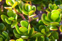 5 plants to put in your home to attract wealth and happiness