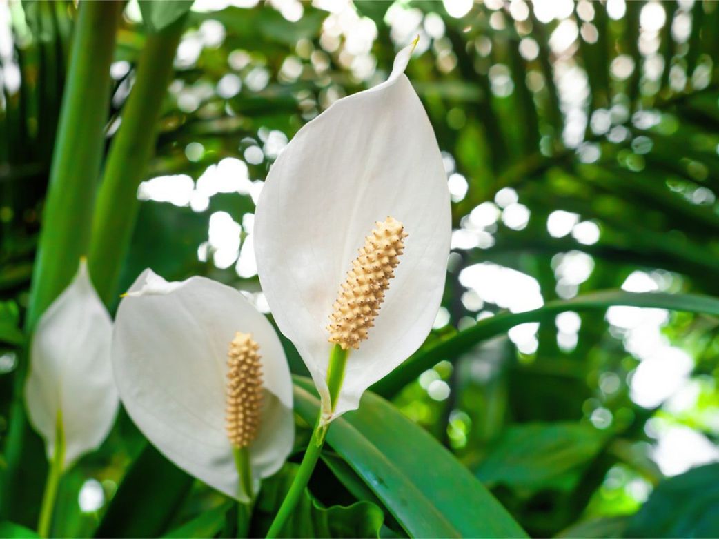 5 plants to put in your home to attract wealth and happiness