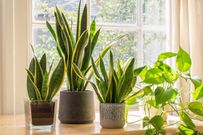 5 plants to put in your home to attract wealth and happiness