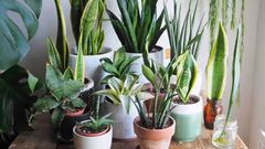 Plants