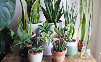 Plants