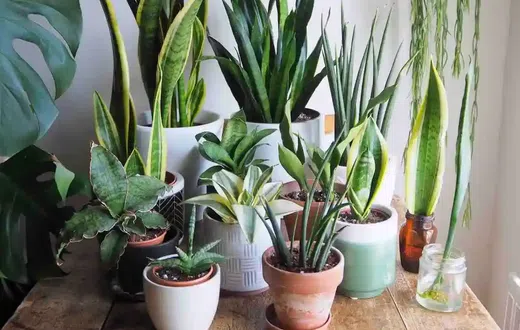 Plants