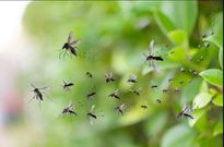 How a newly developed malaria vaccine is saving lives in Africa