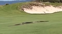 ‘I’d have dropped dead’ - Deadly snake terrifies golfers, fans at golf course (Video)
