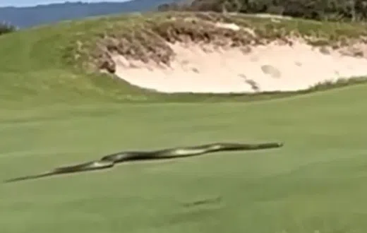 ‘I’d have dropped dead’ - Deadly snake terrifies golfers, fans at golf course (Video)