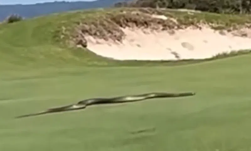 ‘I’d have dropped dead’ - Deadly snake terrifies golfers, fans at golf course (Video)