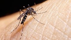 11 reasons mosquitoes still bite you after spending money on sprays and coils