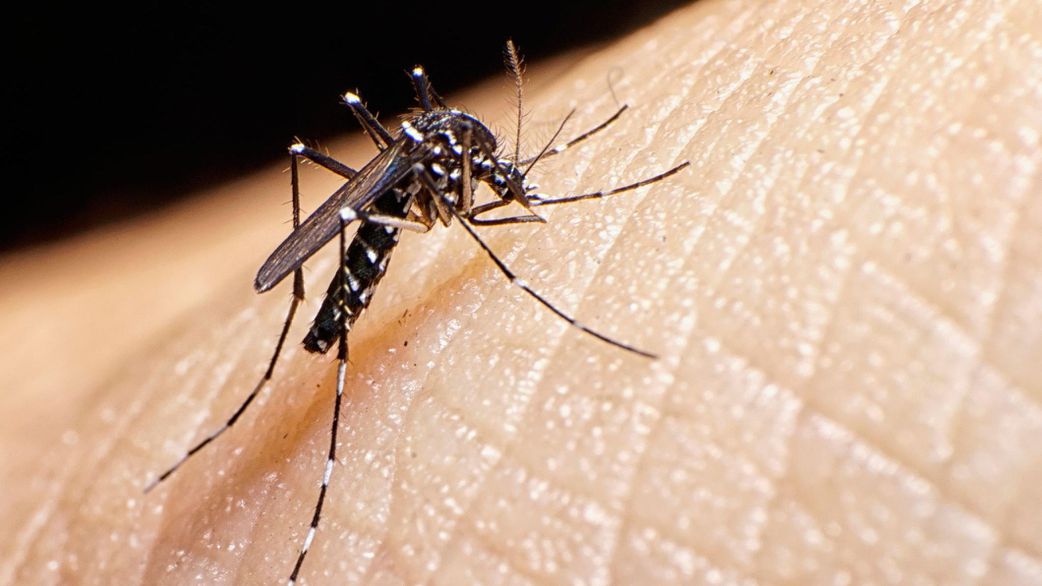 11 reasons mosquitoes still bite you after spending money on sprays and coils
