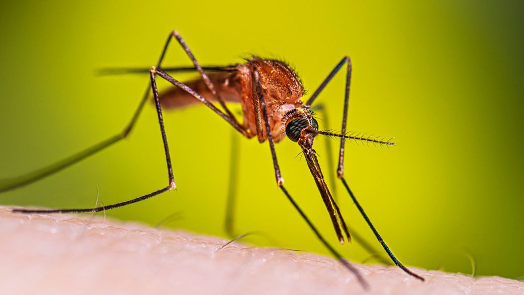 11 reasons mosquitoes still bite you after spending money on sprays and coils