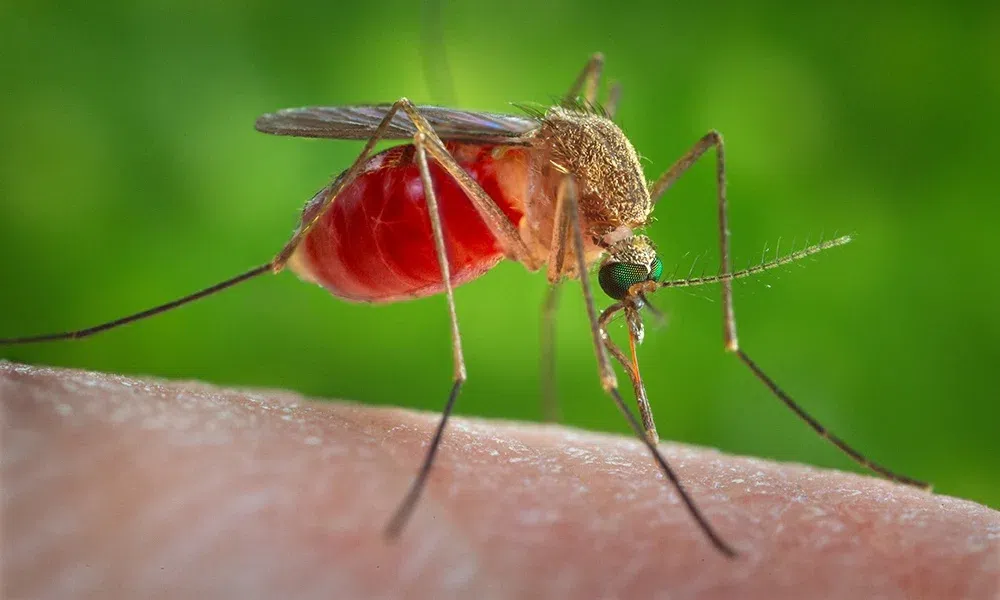 11 reasons mosquitoes still bite you after spending money on sprays and coils