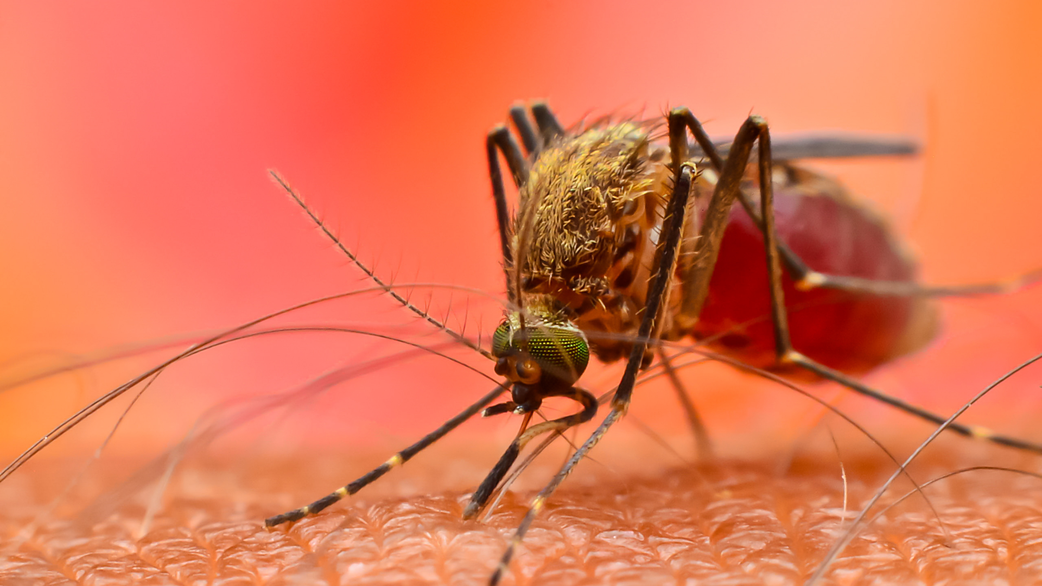 11 reasons mosquitoes still bite you after spending money on sprays and coils