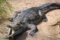 10 animals that do not drink water