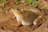 10 animals that do not drink water