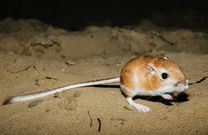 10 animals that do not drink water