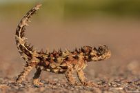 10 animals that do not drink water