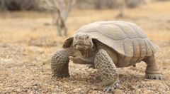 10 animals that do not drink water