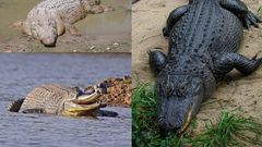 Crocodile