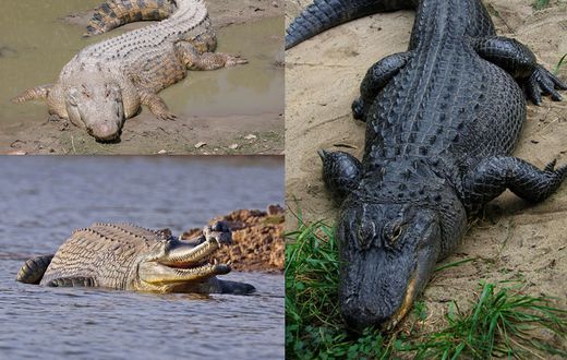 Crocodile