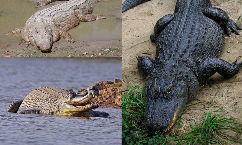 Crocodile