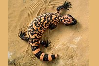 10 animals that do not drink water
