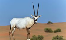 10 animals that do not drink water
