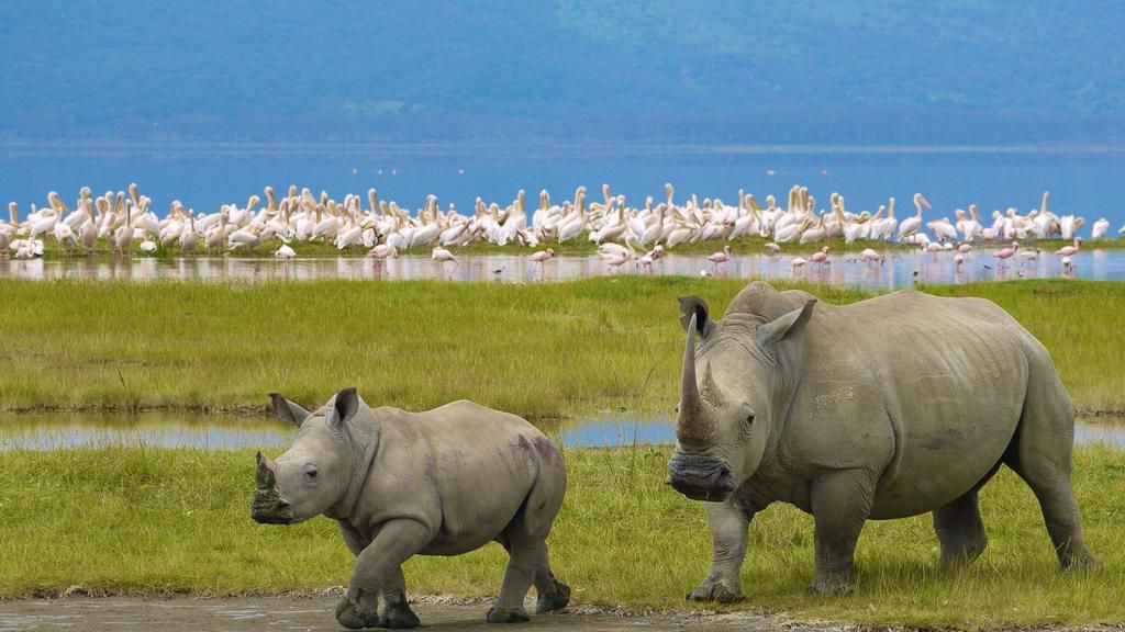 ___8252775___2018___4___14___14___Nairobi-to-Lake-Nakuru-Naitional-Park-Excursion-1600x900
