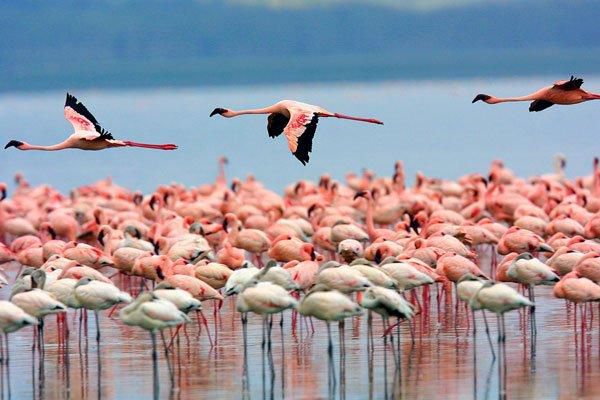 Flamingos at Lake Nakuru
