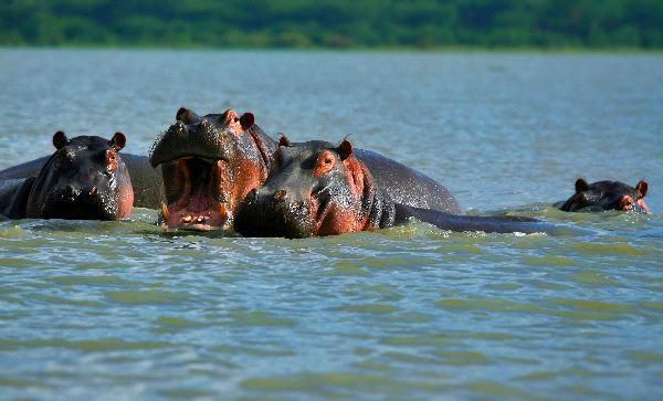 Family Of Hippopotamuses On Lake Naivasha Kenya