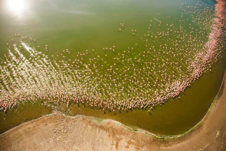 Flamingos on Lake Turkana