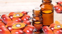 Palm Kernel Oil: The health benefits of this organic product are priceless  [Global]