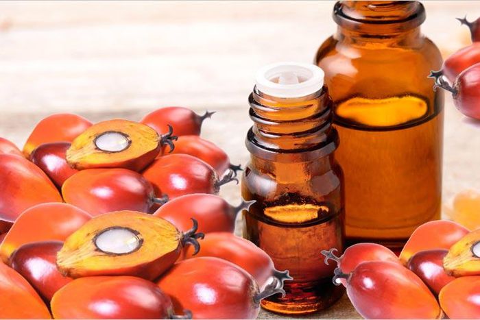 Palm Kernel Oil: The health benefits of this organic product are priceless  [Global]