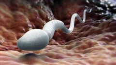 ___7562447___2017___11___6___16___sperm-count