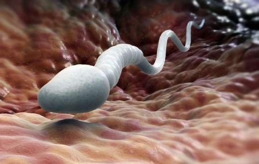 ___7562447___2017___11___6___16___sperm-count