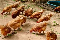 Poultry production (Source: Poultryworld)