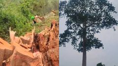 Affeina residents jubilate after cutting ‘evil’ tree