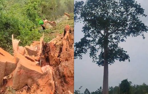Affeina residents jubilate after cutting ‘evil’ tree