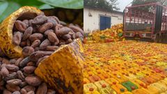 1,115 gallons of smuggled cocoa beans seized by Ghana Immigration at the border