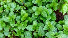 Foods that kill libido: 5 unhealthy foods that can lower sex drive and libido