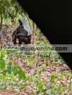 Offin forest attack: Ghanaians demand ‘shoot-to-kill’ order against illegal miners