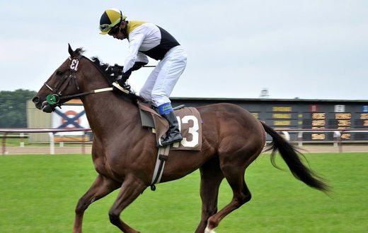 Experience horse racing thrills at Newton Abbot: Enjoy excitement & fun!