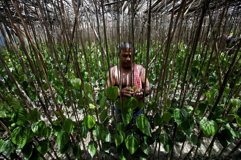 An island in India is disappearing, but some of the last residents say they can't afford to move away