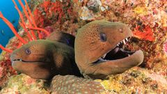 Moray eel [Scuba]