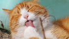 Cat grooming